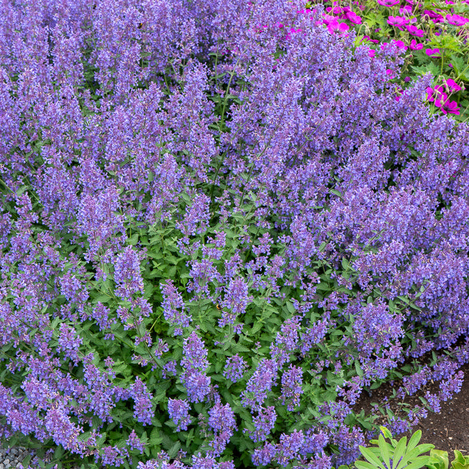 Nepeta Junior Walker