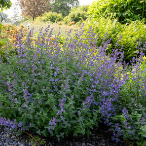 Nepeta Junior Walker