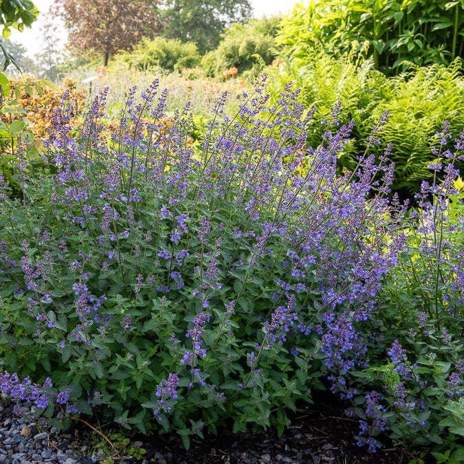 Nepeta Junior Walker