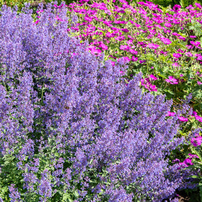 Nepeta Junior Walker