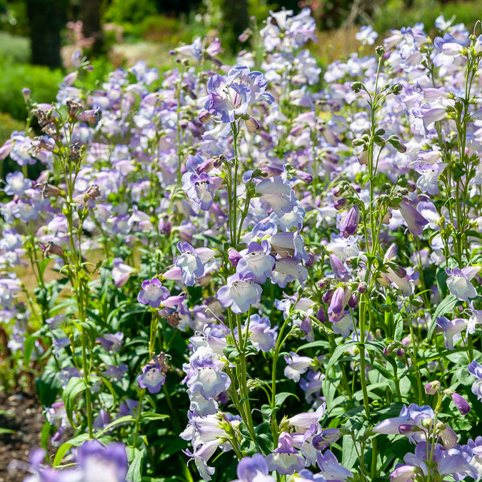 Galane Alice Hindley - Penstemon - Penstemon Alice Hindley - Willemse