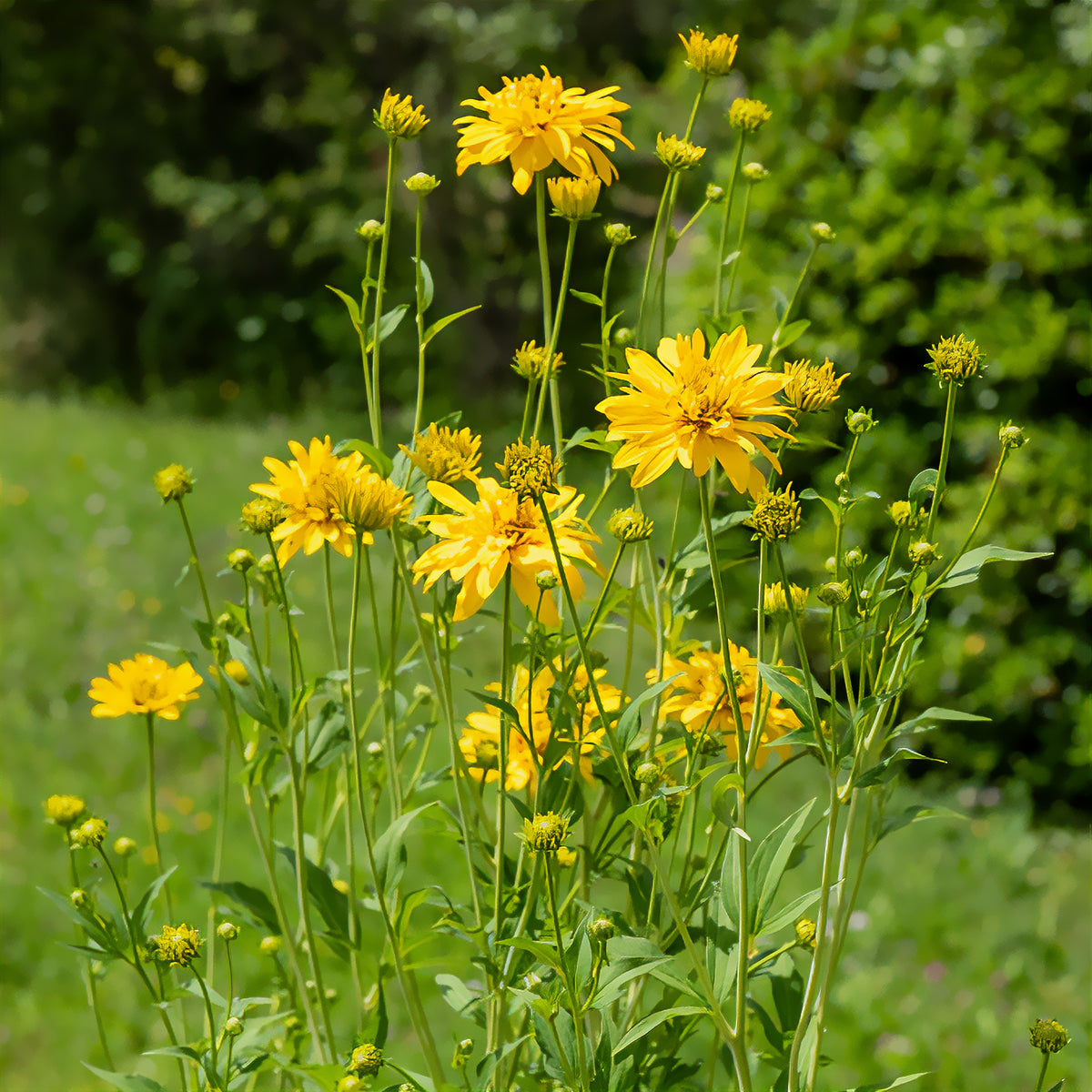 Rudbeckia laciniata Goldquelle - Willemse