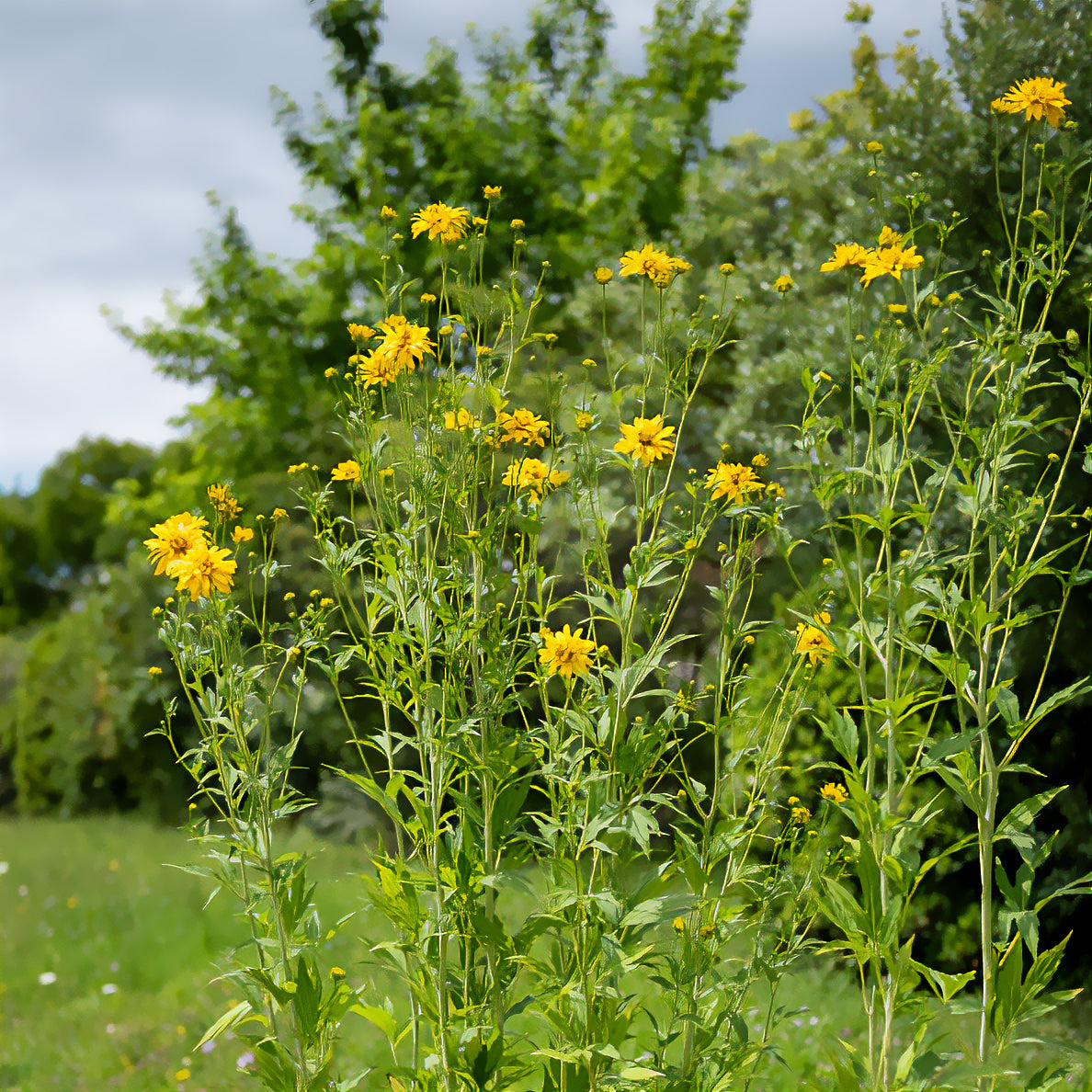 Rudbeckia laciniata Goldquelle - Rudbeckia laciniata goldquelle - Willemse