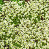 3 Saxifrages mousse Pixie White