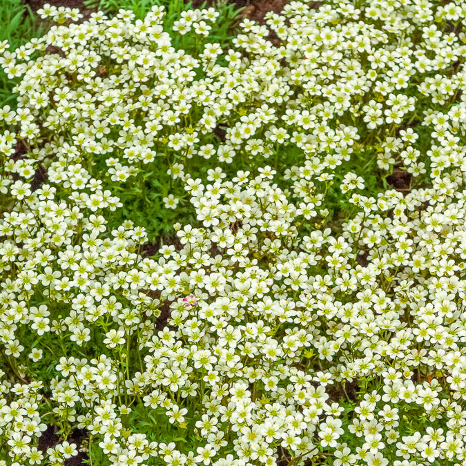 3 Saxifrages mousse Pixie White