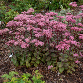 Sedum Matrona