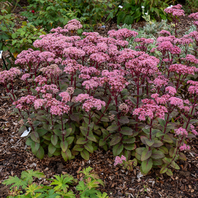 Sedum Matrona