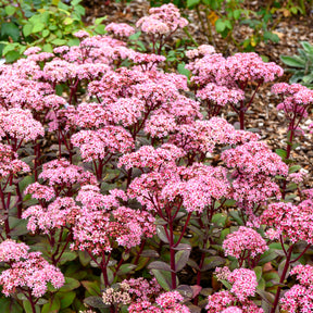 Sedum Matrona