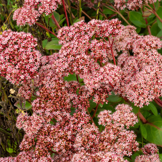 Sedum Matrona