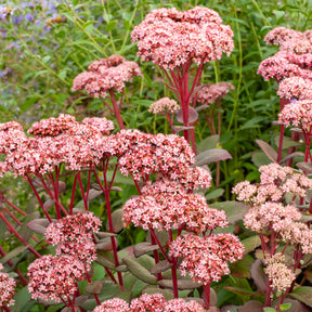 Sedum Matrona