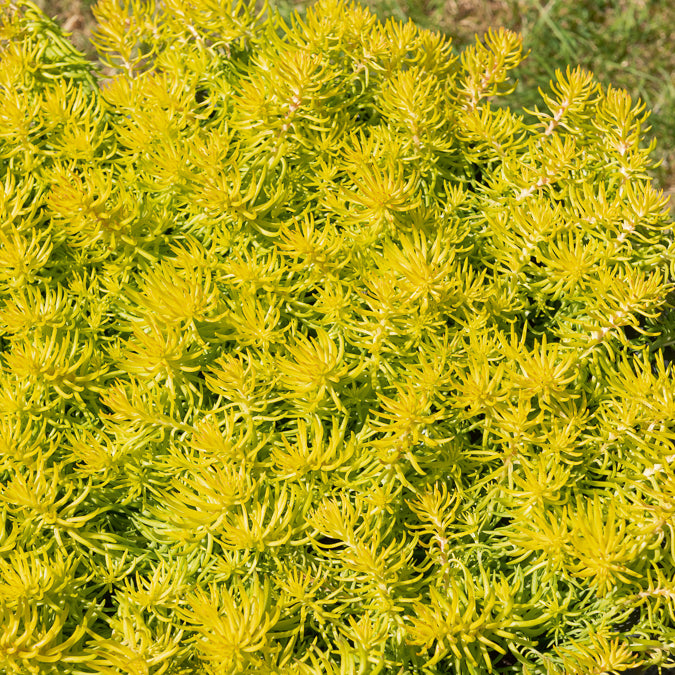 Sedum des rochers Angelina