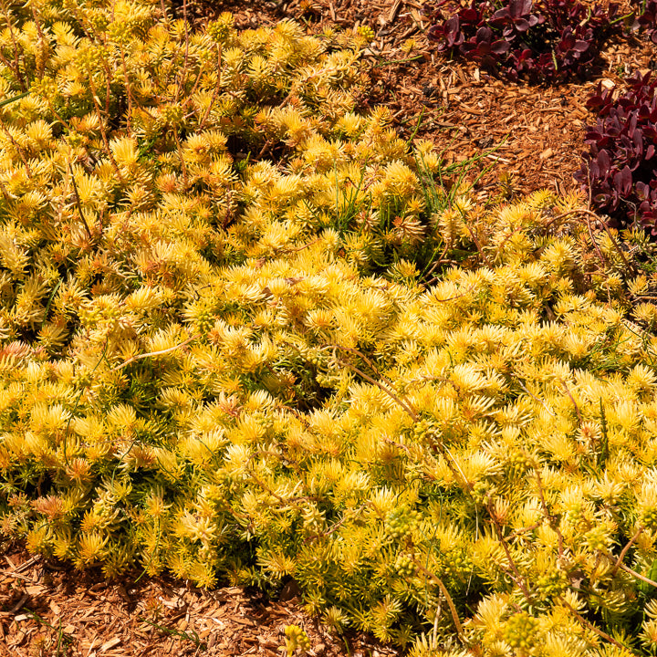 Sedum des rochers Angelina - Sedum reflexum Angelina - Willemse