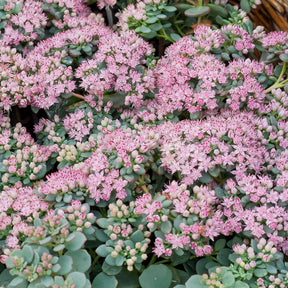 3 Sedum de Siebold