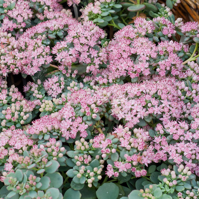 3 Sedum de Siebold