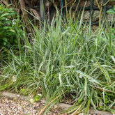 Phalaris panaché -Baldingère faux roseau