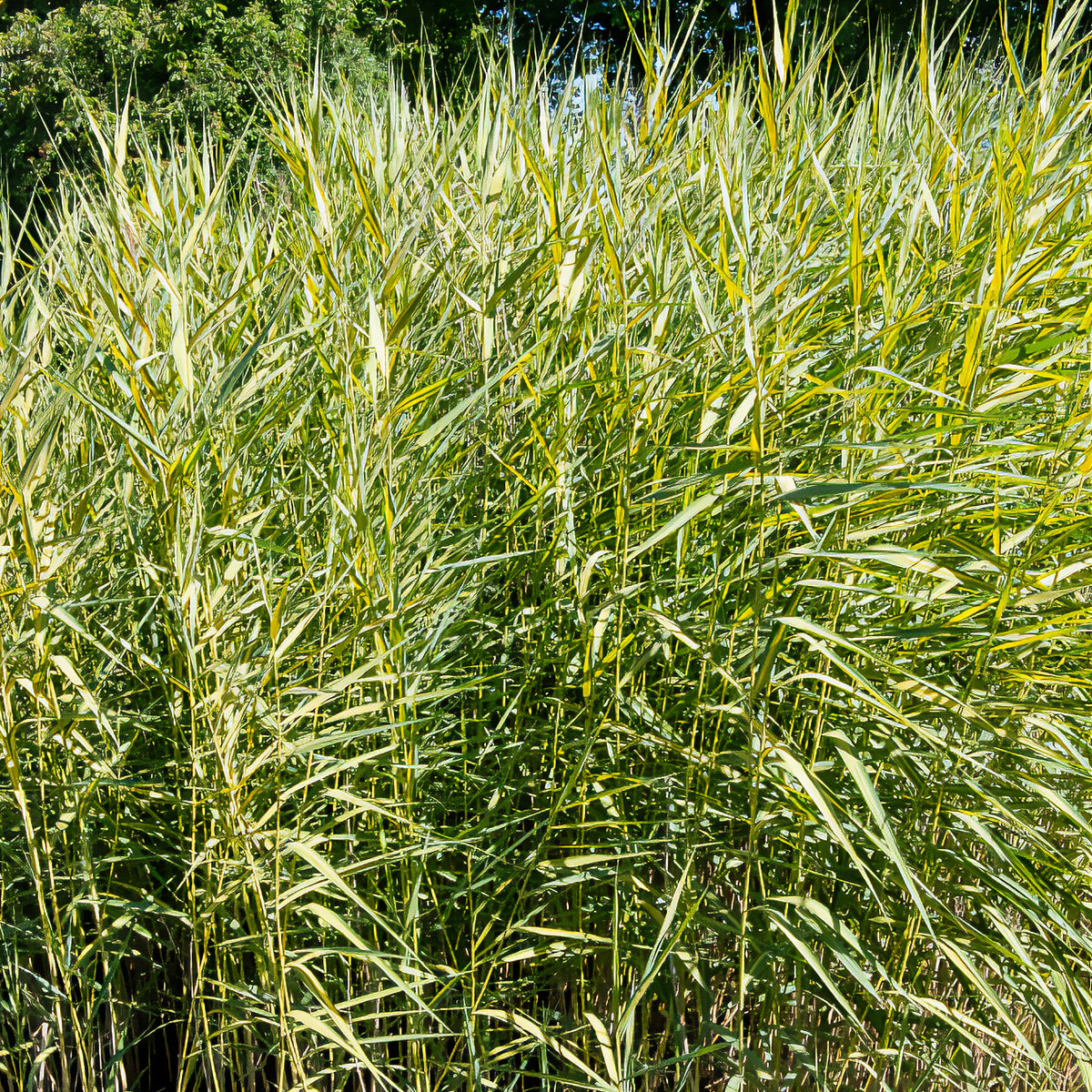 Roseau panaché - Phragmites australis variegatus - Willemse