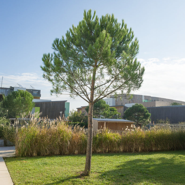 Pin - Pin parasol - Pinus pinea