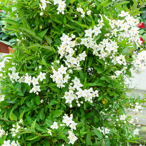 Morelle faux-jasmin - Solanum jasminoides - Plantes