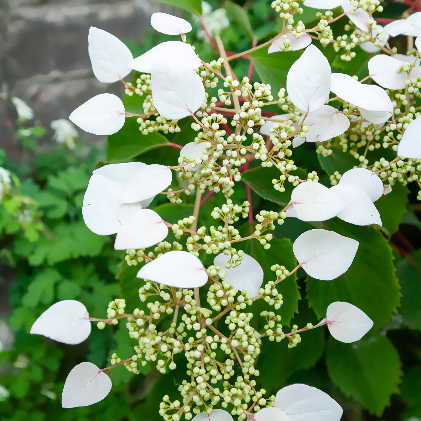 Schizophragma hydrangeoïdes - Hortensia grimpant du Japon - Hortensias grimpants