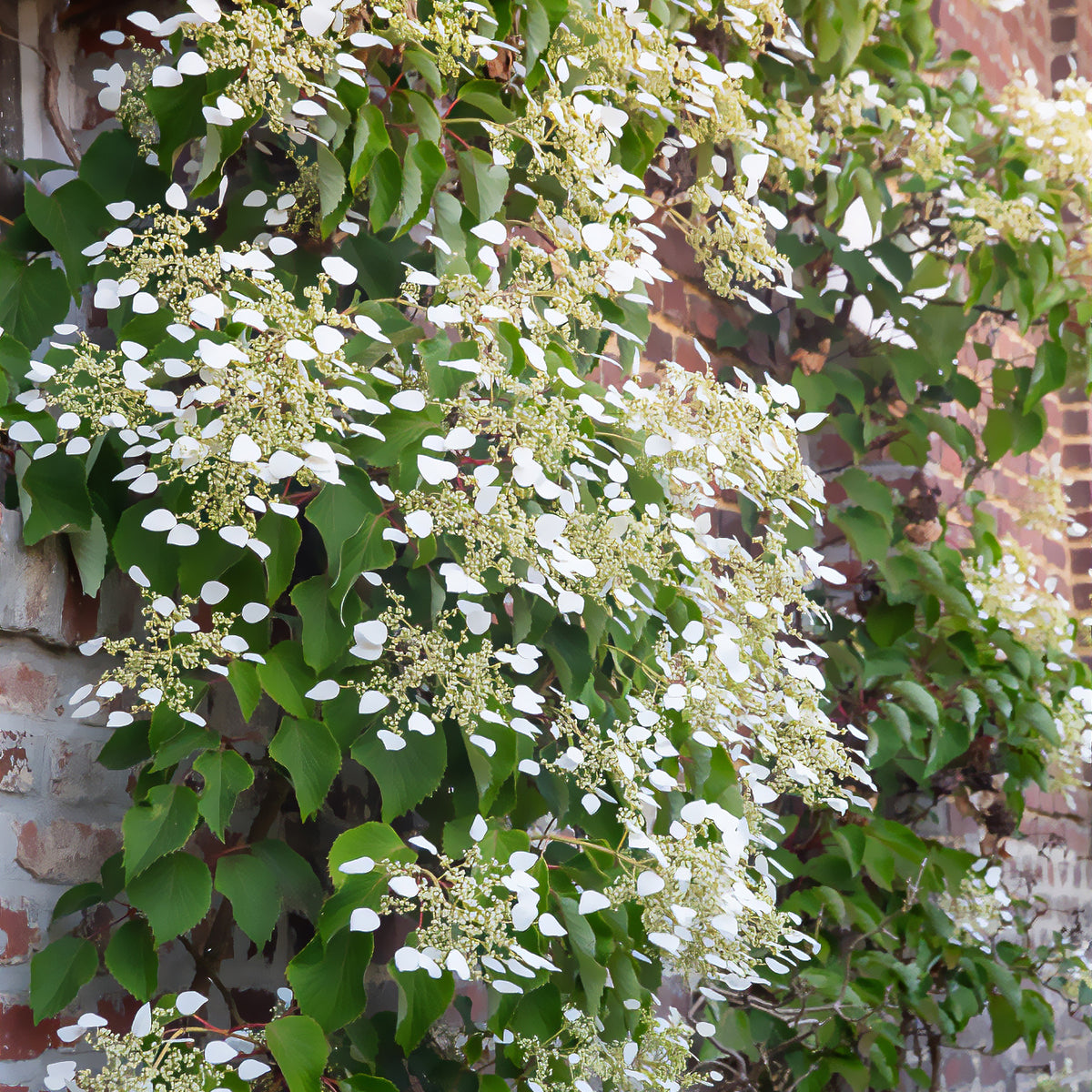 Hortensia grimpant du Japon - Schizophragma hydrangeoïdes - Willemse