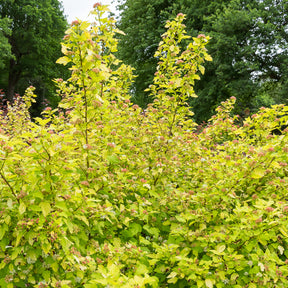 Physocarpus opulifolius Dart's Gold - Physocarpe Dart's Gold - Physocarpus