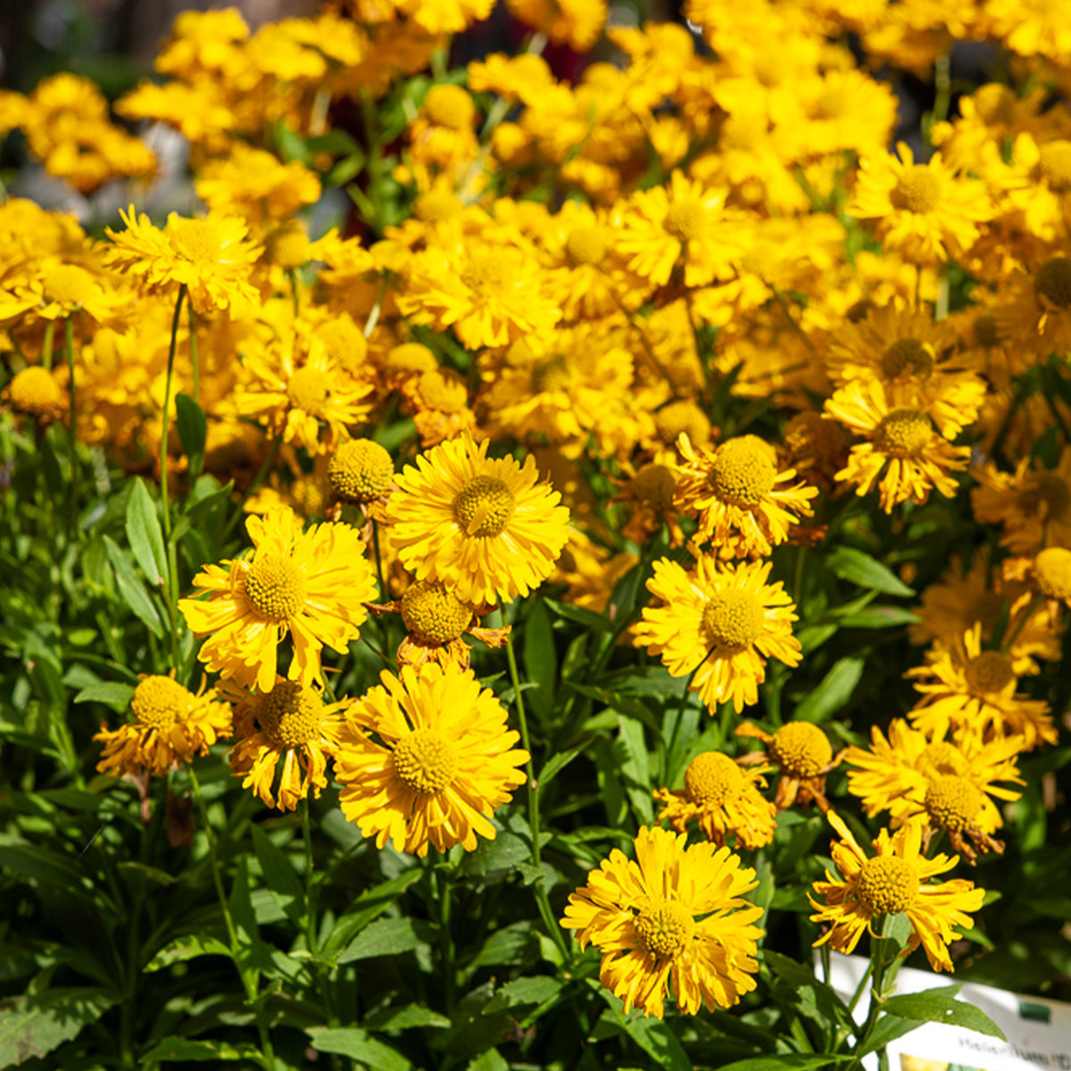 Hélénie Double Trouble - Helenium double trouble - Willemse