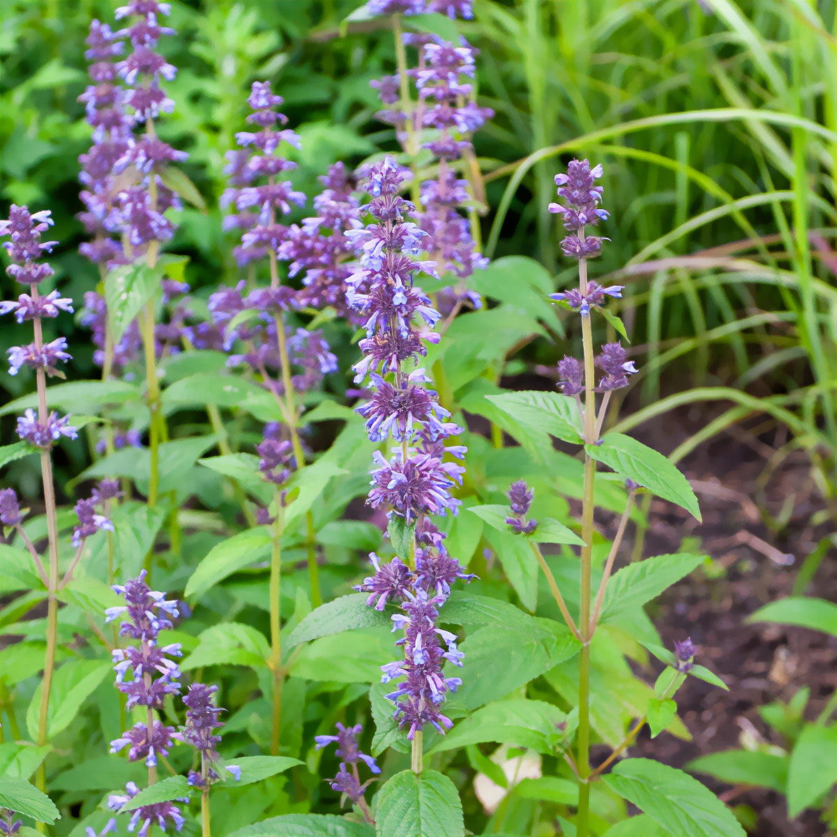 Nepeta kubanica - Nepeta kubanica - Willemse