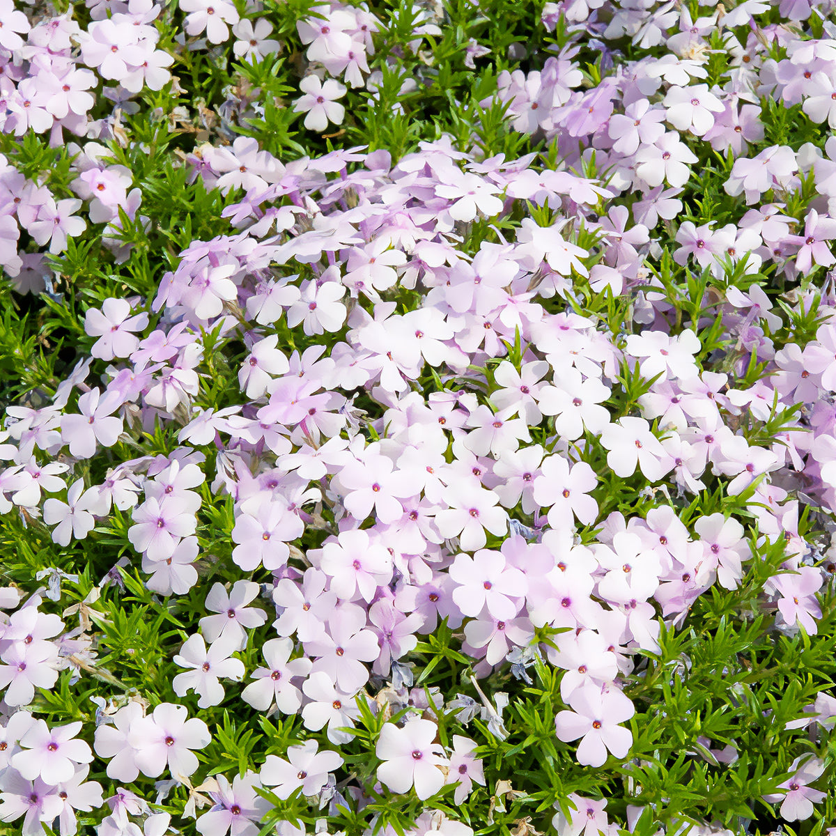 Phlox nain Lilac Cloud - Willemse