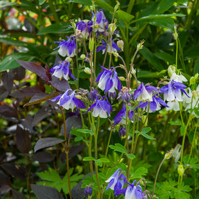 Ancolies des jardins