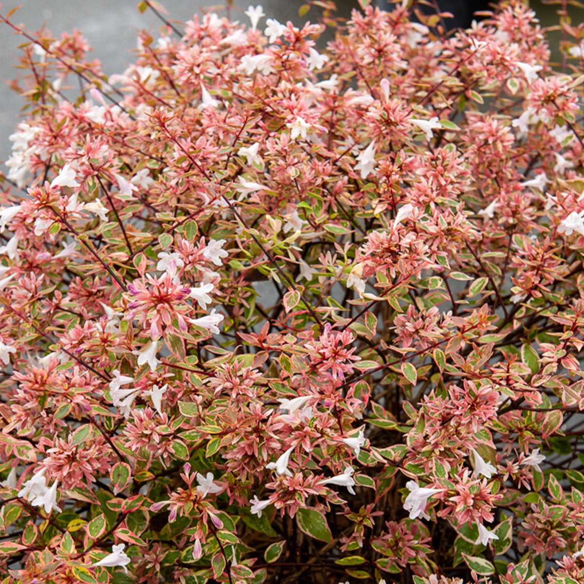 Abélia à grandes fleurs Sunshine Daydream® - Abelia grandiflora Sunshine Daydream ® - Willemse