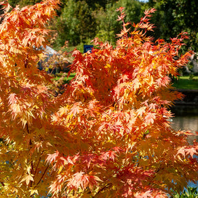 Acer palmatum Sangokaku - Erable du Japon Sango-kaku - Erable du Japon