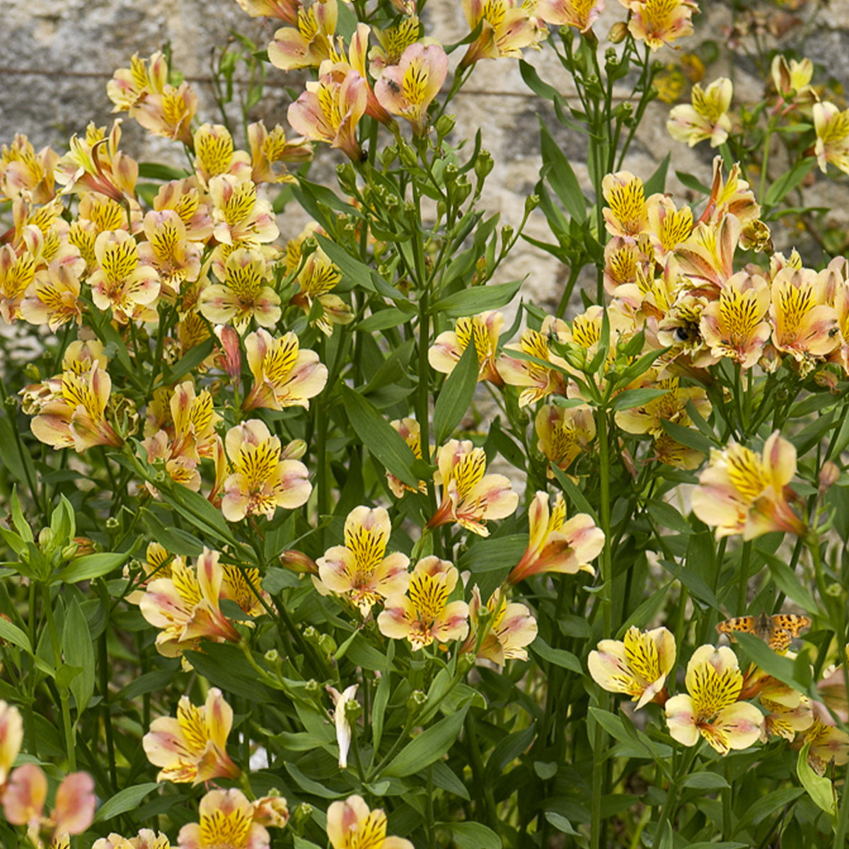 Lys des Incas - Alstroémère Majestic Layon - Alstroemeria Majestic Layon - Willemse