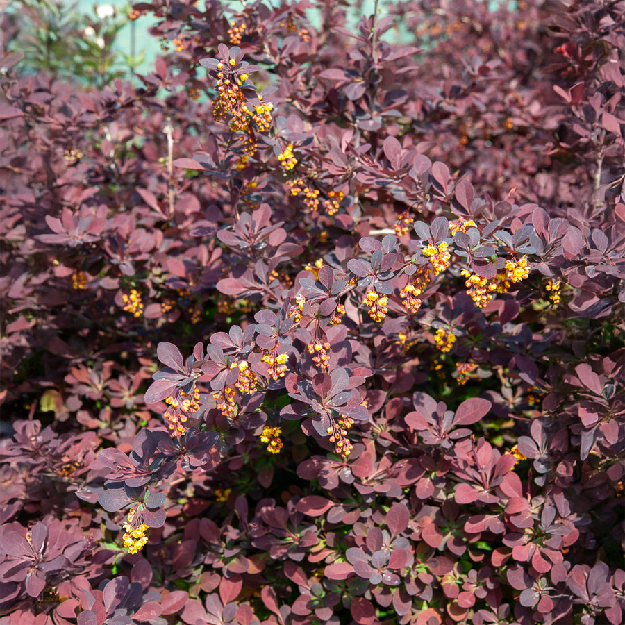 Épine-vinette Superba - Berberis ottawensis Superba - Willemse