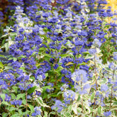 Caryopteris Grand Bleu® Inoveris - Willemse