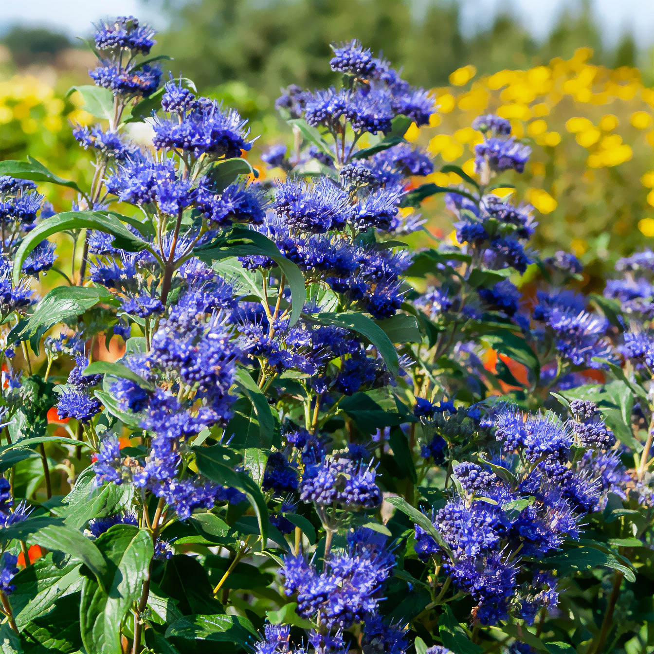 Caryopteris clandonensis Grand Bleu ® Inoveris - Caryopteris Grand Bleu® Inoveris - Caryopteris