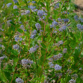 Céanothe Automnal Blue - Lilas de Californie - Willemse