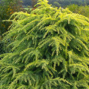 Cèdre de l'Himalaya nain doré - Cedrus deodara Golden Horizon - Willemse