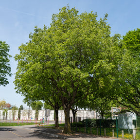 Micocoulier de Provence - Willemse