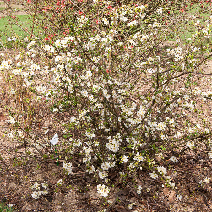 Cognassier du Japon Nivalis - Chaenomeles speciosa Nivalis - Willemse