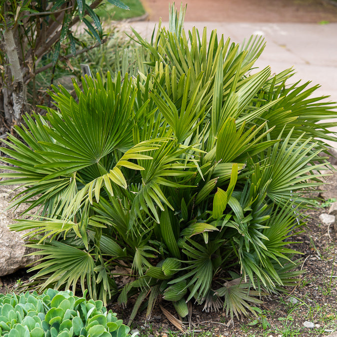 Palmier nain Vulcano - Chamaerops humilis Vulcano  - Willemse