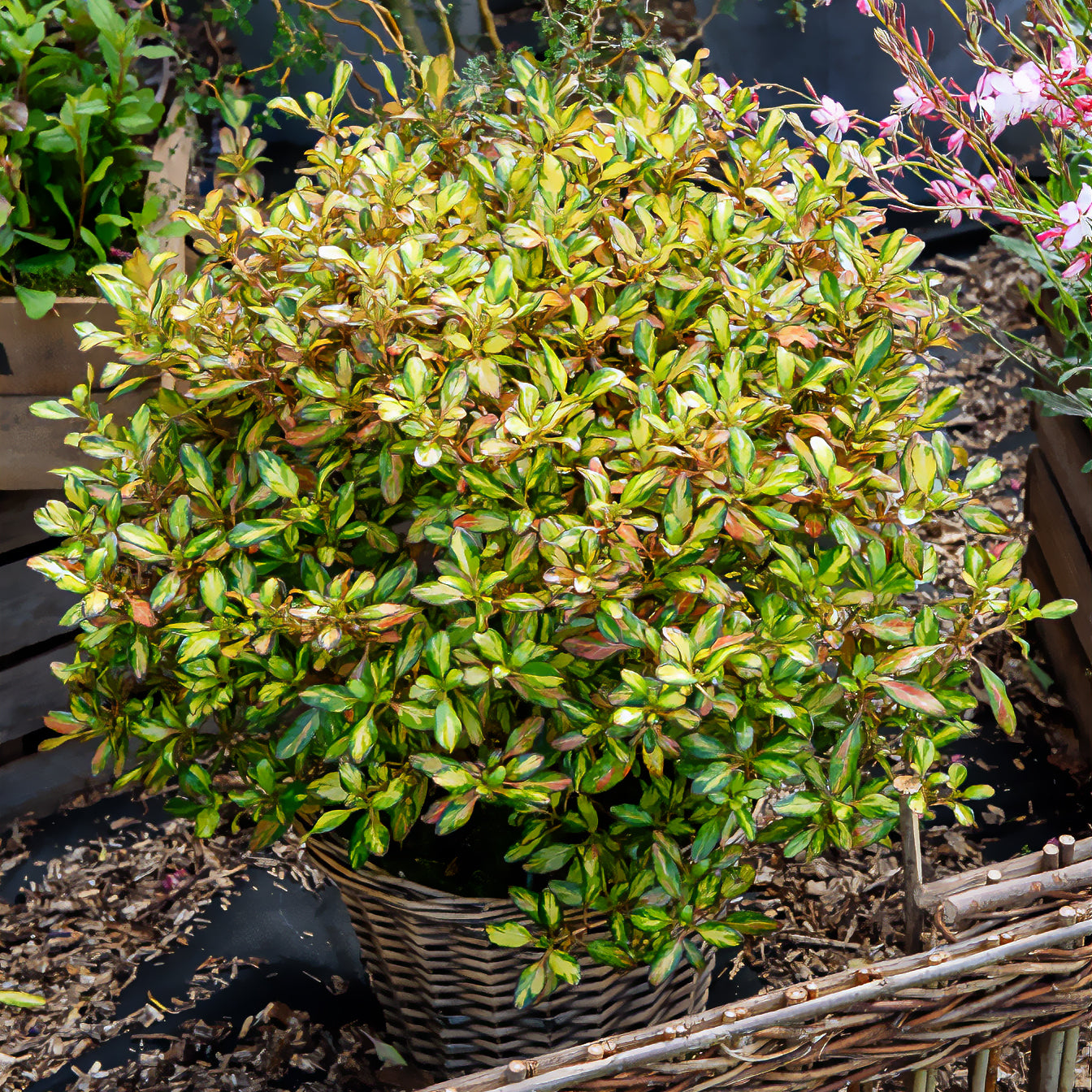 Arbustes à feuillage persistant - Coprosma Evening Glow - Coprosma Evening Glow