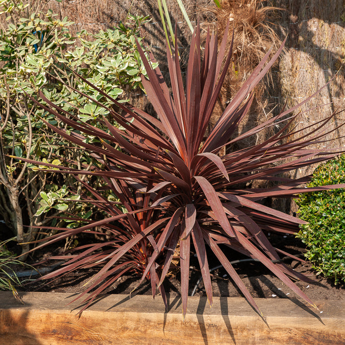 Cordyline australis Burgundy Spire® - Willemse