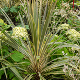 Cordyline australis Torbay Dazzler® - Willemse