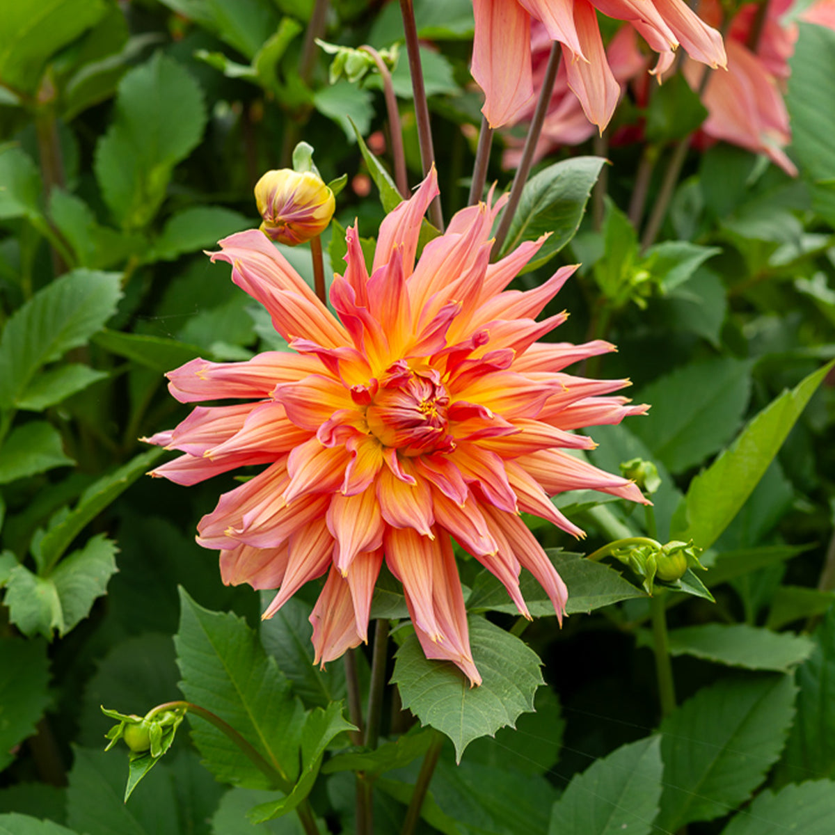 Dahlia cactus Omega - Dahlia Omega - Willemse