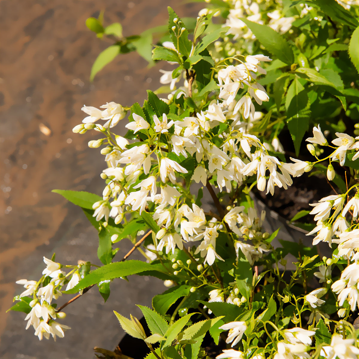 Deutzia nain Nikko - Willemse