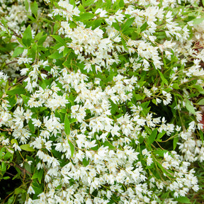 Deutzia nain Nikko - Deutzia gracilis Nikko - Willemse