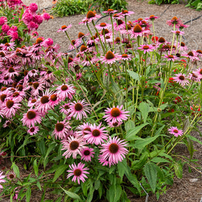 Échinacée pourpre Augustkönigin - Echinacea purpurea Augustkönigin - Willemse