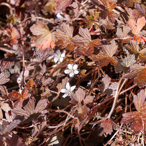 Géranium vivace Sanne - Geranium oxonianum Sanne - Willemse