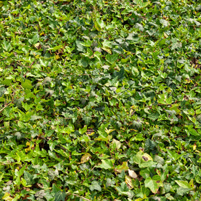 Lierre commun nain Shamrock - Hedera helix Shamrock - Willemse