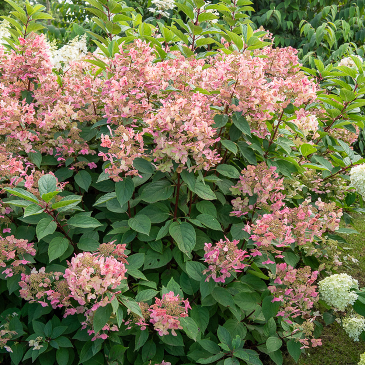 Hortensia paniculé Wims Red - Willemse